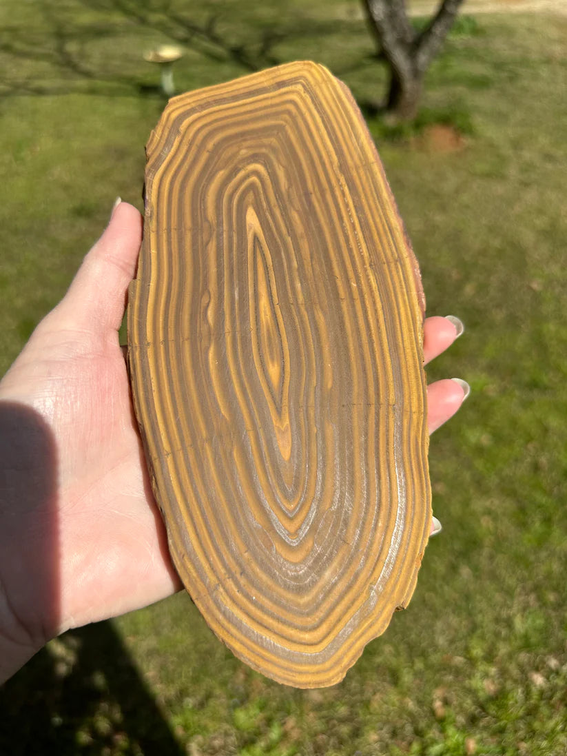 Stromatolite, Precambrian, Rissani, Errachidia, Morocco