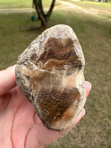 Petrified Wood