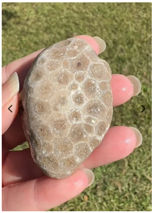 Petoskey Stone