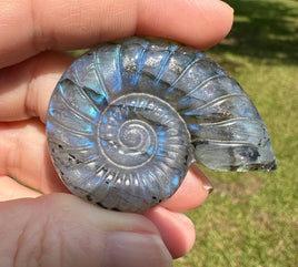 Labradorite Ammonite Carving with Case