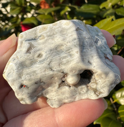 6th Vein Ocean Jasper Polished Freeform #6