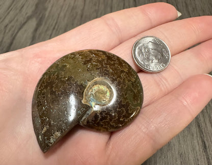 Polished Ammonite Fossil #7