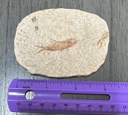 Fossil Fish, Eocene, Green River, Kemmerer, WY