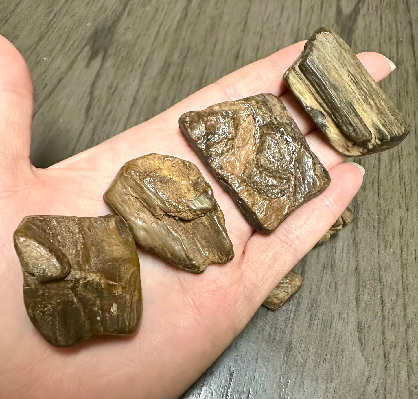 Petrified Wood from Missouri