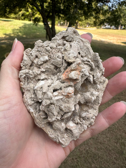 Fossilized Calcite Clam from Ruck's Pit Quarry, Florida, UV Reactive #1