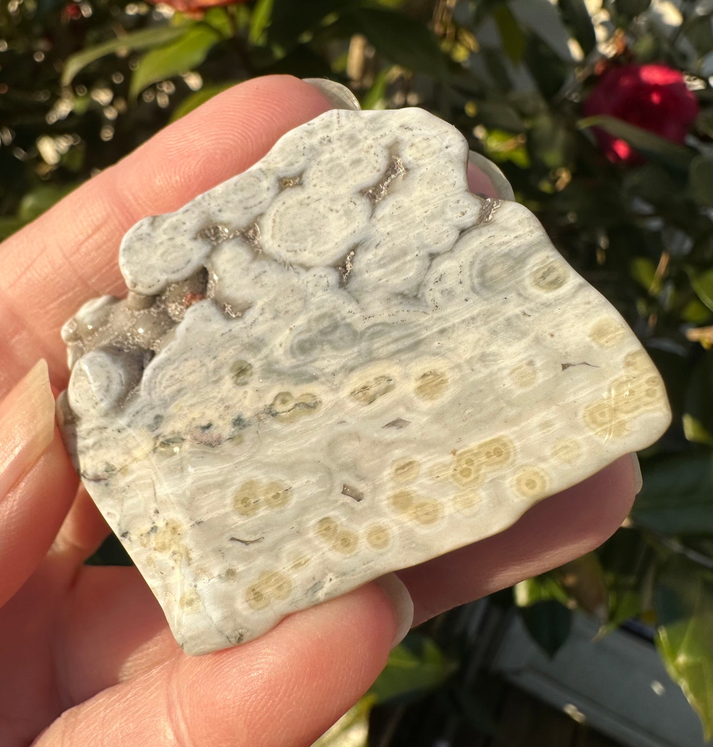 6th Vein Ocean Jasper Polished Freeform #6