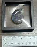 Labradorite Ammonite Carving with Case