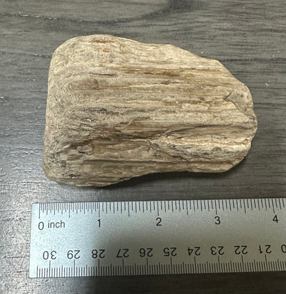 Petrified Wood Specimen #1