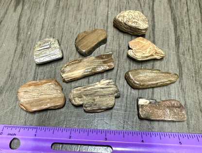 Petrified Wood from Missouri