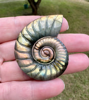 Labradorite Ammonite Carving with Case #2