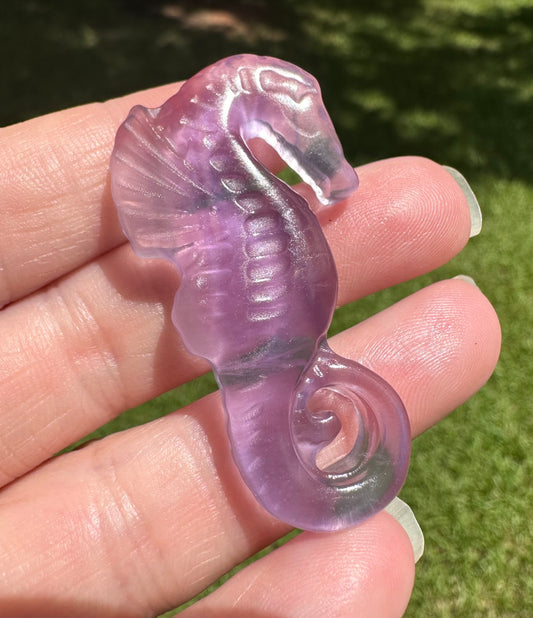 Fluorite Seahorse with Case