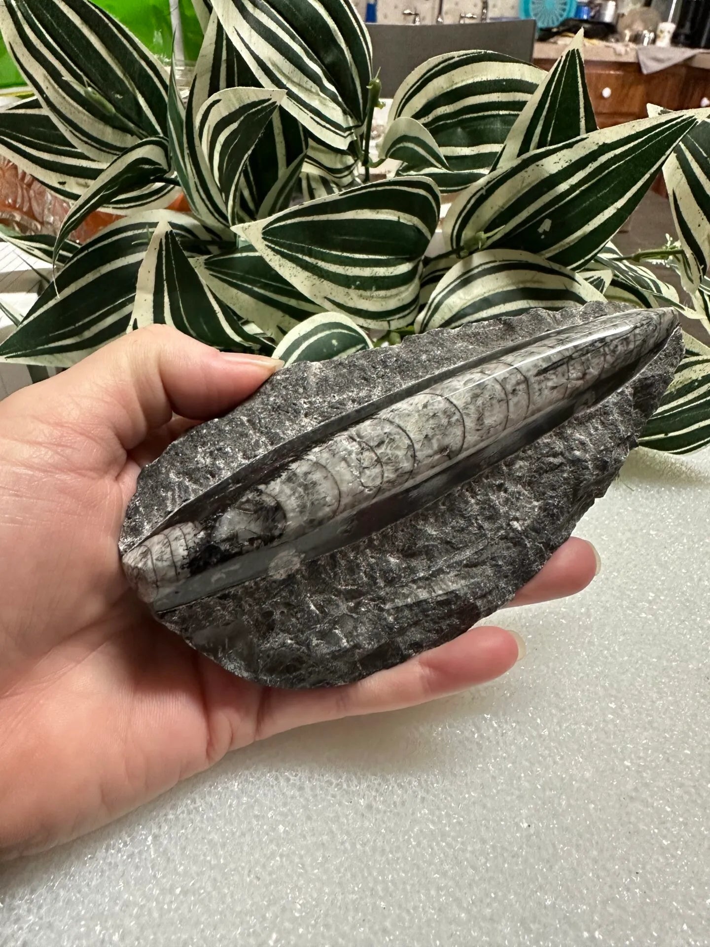 Orthoceras Fossil #3