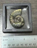 Labradorite Ammonite Carving with Case #2