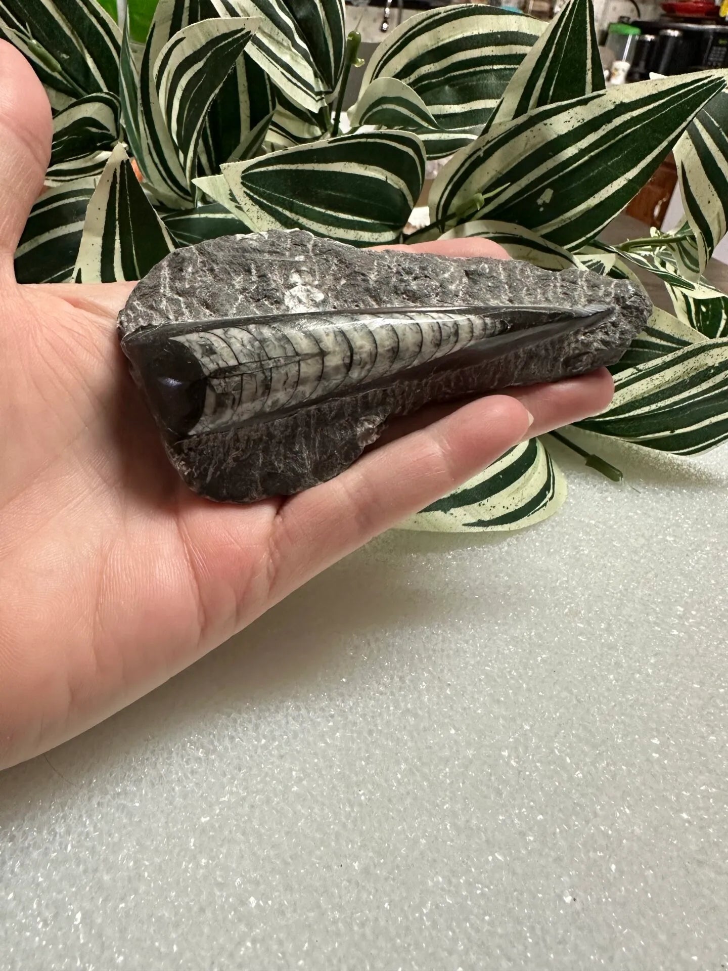 Orthoceras Fossil #4