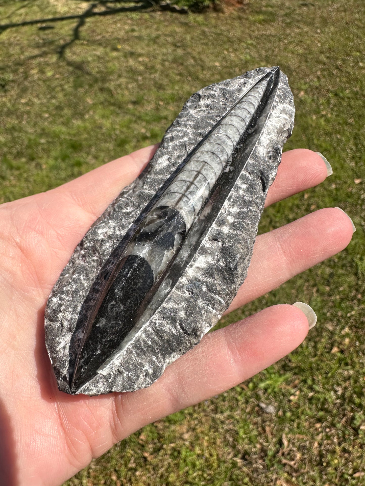 Orthoceras Fossil #9