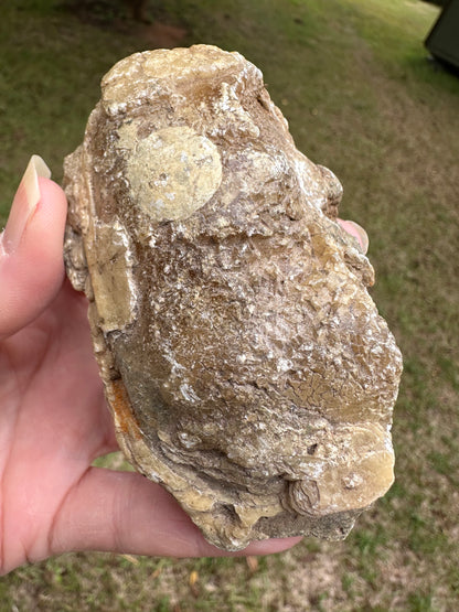 Fossilized Calcite Clam from Ruck's Pit Quarry, Florida, UV Reactive #4