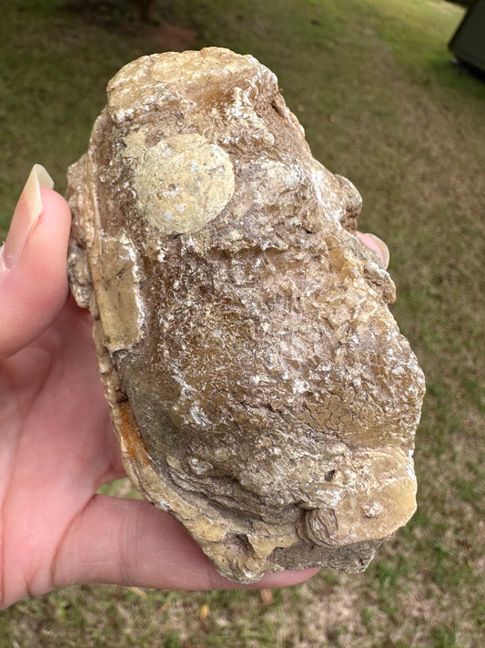 Fossilized Calcite Clam from Ruck's Pit Quarry, Florida, UV Reactive #4