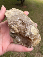 Fossilized Calcite Clam from Ruck's Pit Quarry, Florida, UV Reactive #4