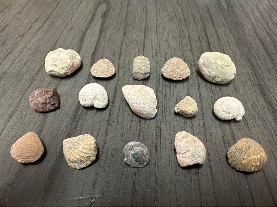 Fossils Assorted 15 Pieces