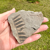 Coal Fossil Durham Mine Ga