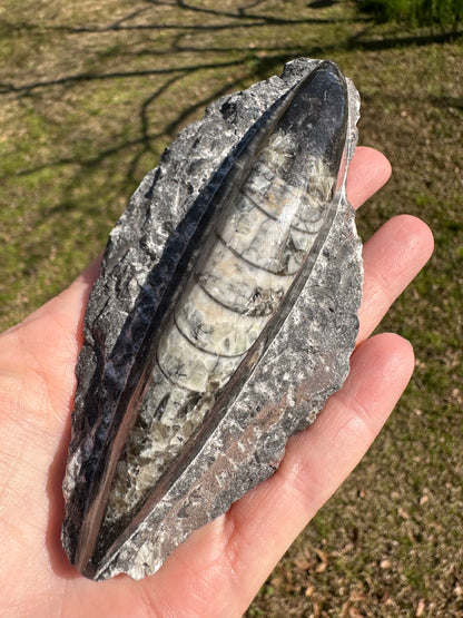 Orthoceras Fossil #2