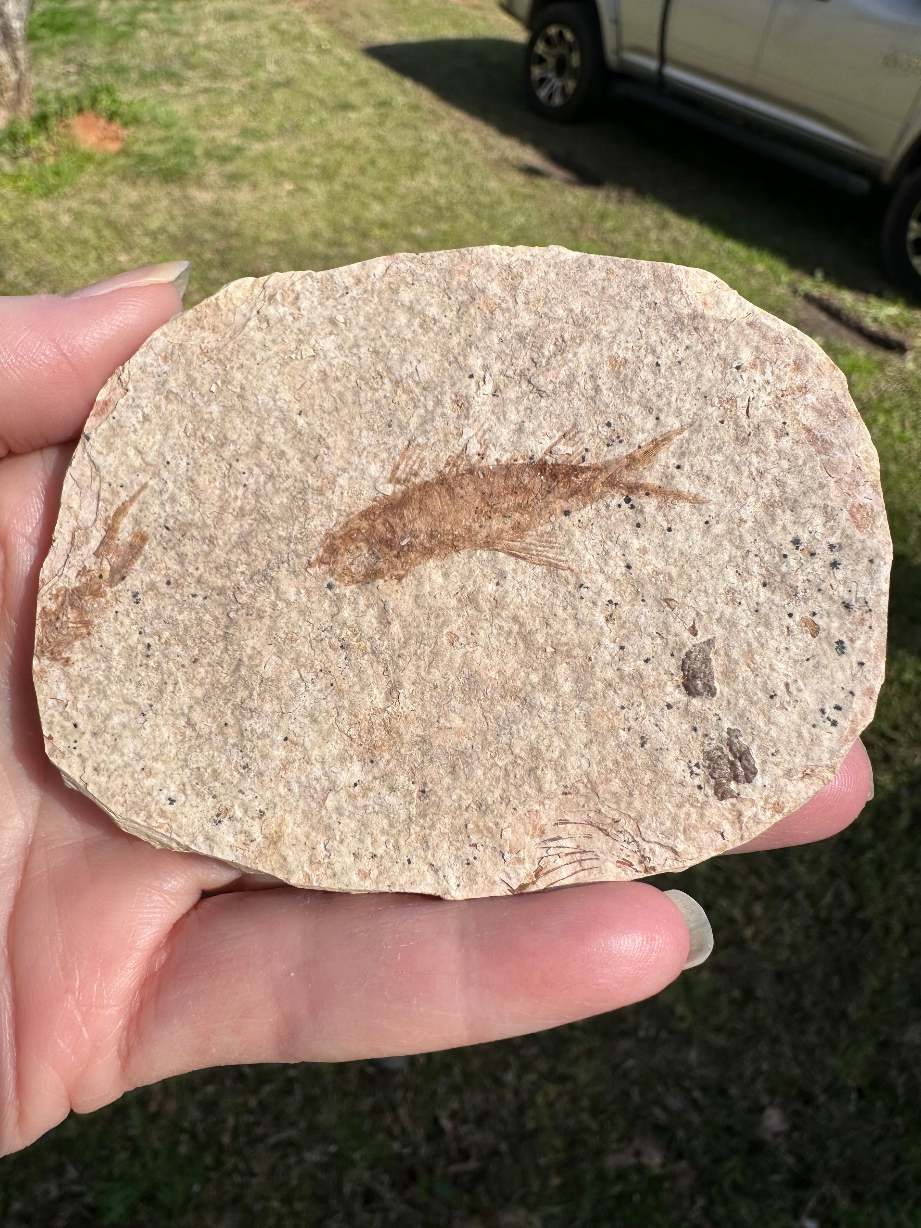 Fossil Fish, Eocene, Green River, Kemmerer, WY – Gems & Minerals Rock Shop