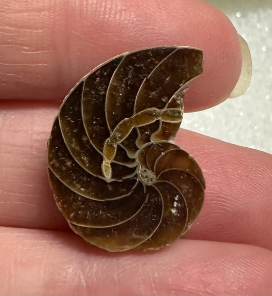 Polished Ammonite Fossil #3