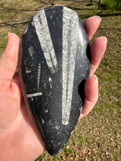 Orthoceras Fossil #1