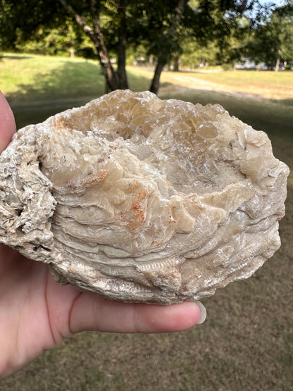 Fossilized Calcite Clam from Ruck's Pit Quarry, Florida, UV Reactive #2