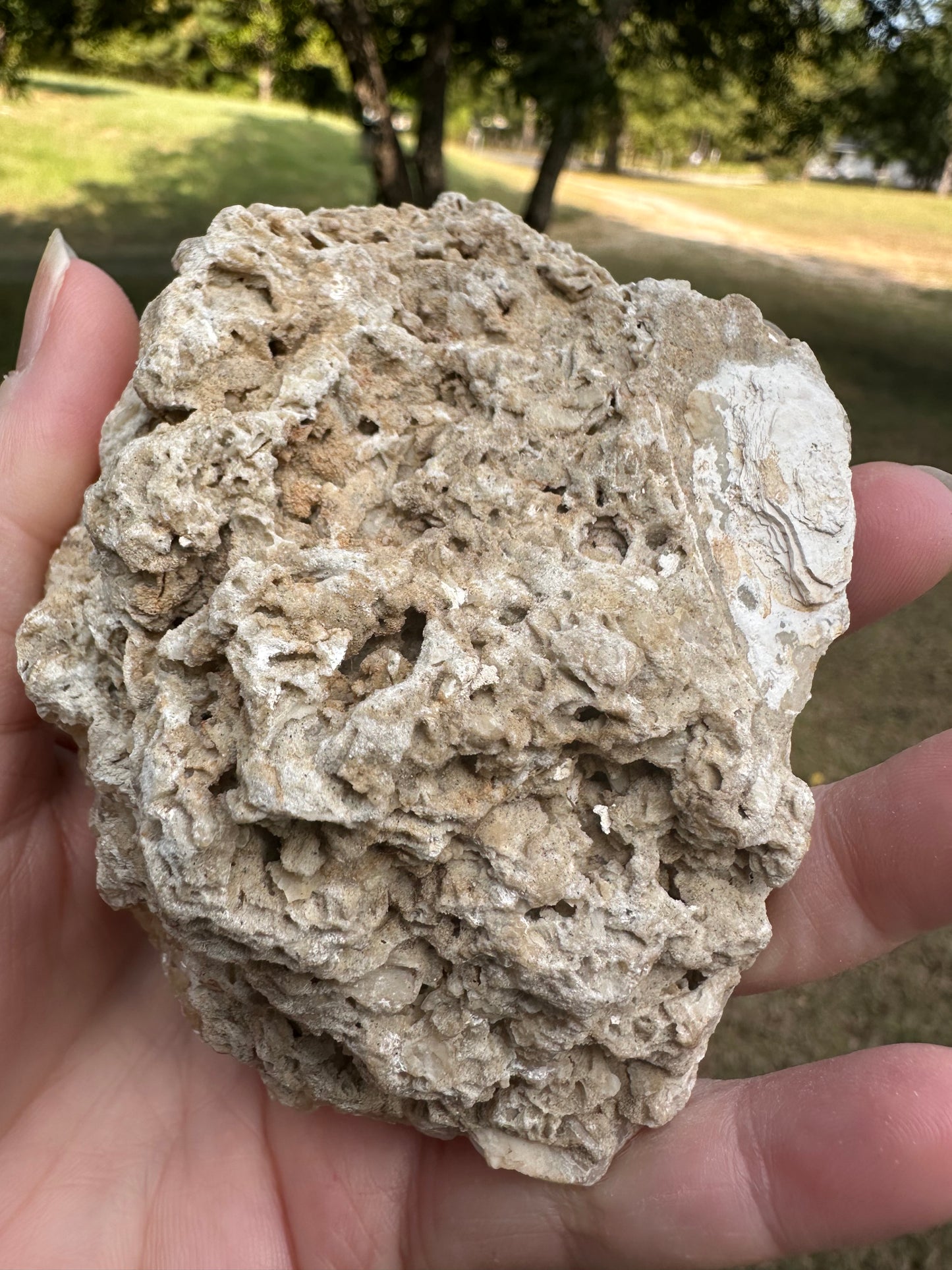 Fossilized Calcite Clam from Ruck's Pit Quarry, Florida, UV Reactive #2