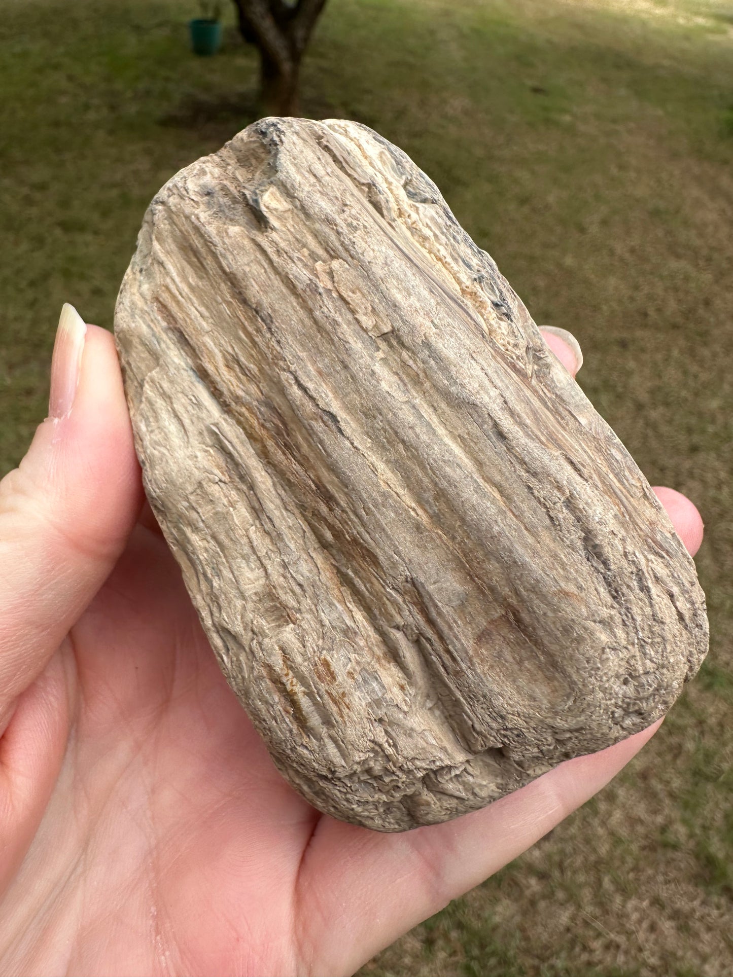 Petrified Wood Specimen #1