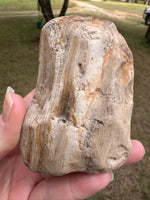 Petrified Wood Specimen #1