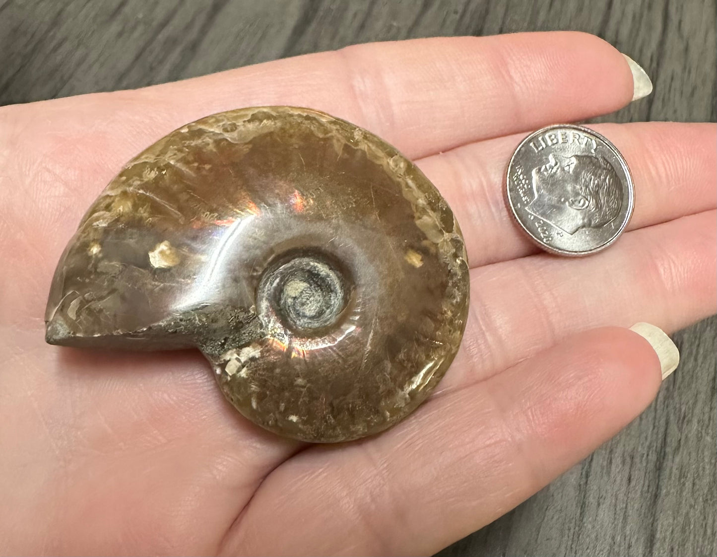 Polished Ammonite Fossil 8b