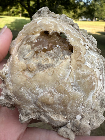 Fossilized Calcite Clam from Ruck's Pit Quarry, Florida, UV Reactive #1