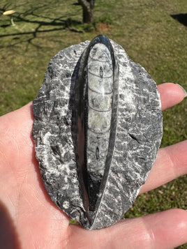 Orthoceras Fossil #8