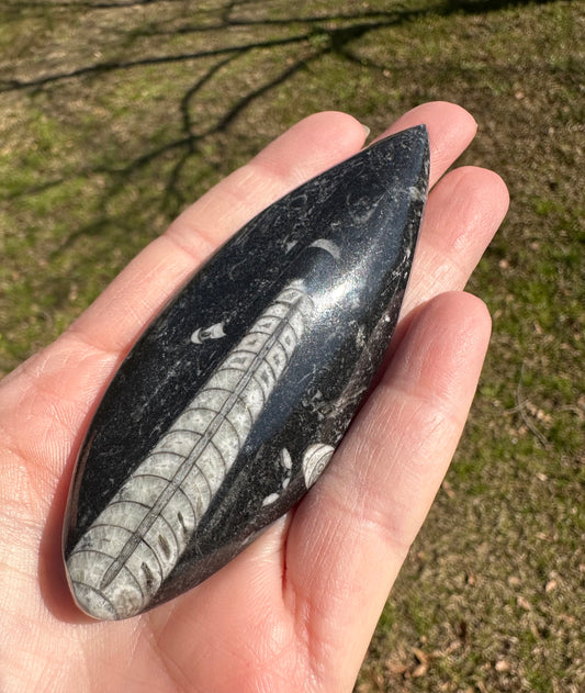 Orthoceras Fossil #5