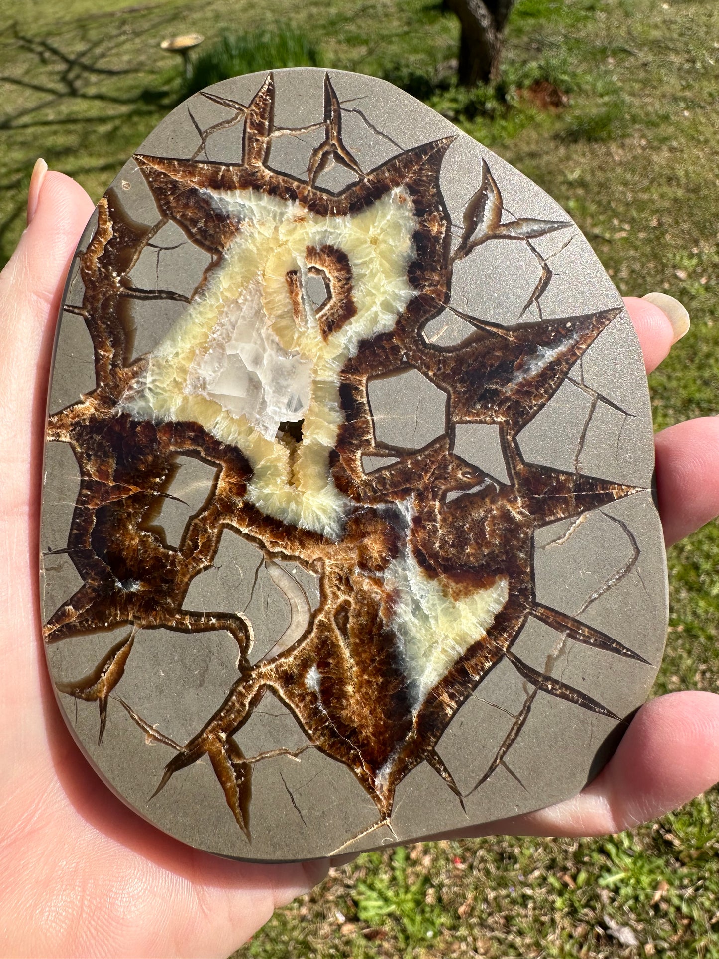 Septarian Nodule Calcite, Muddy Creek, Orderville, Kane Co. UT UV Reactive