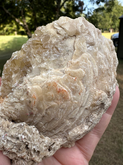 Fossilized Calcite Clam from Ruck's Pit Quarry, Florida, UV Reactive #2