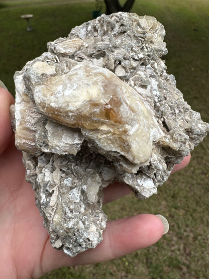 Fossilized Calcite Clam from Ruck's Pit Quarry, Florida, UV Reactive #3