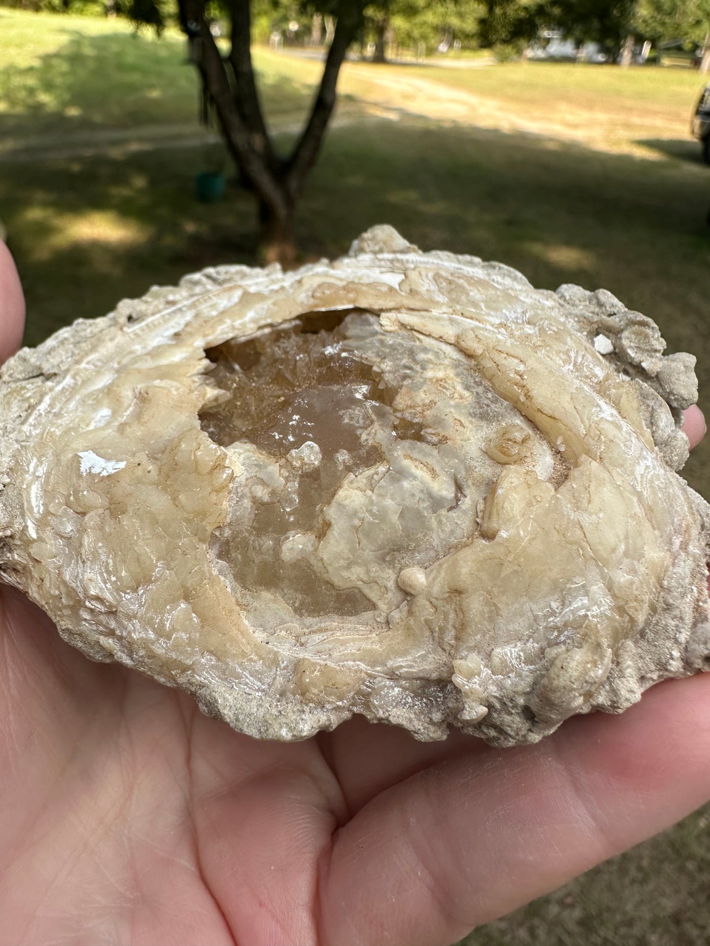 Fossilized Calcite Clam from Ruck's Pit Quarry, Florida, UV Reactive #1