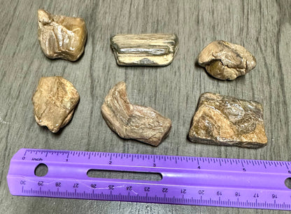 Petrified Wood from Missouri