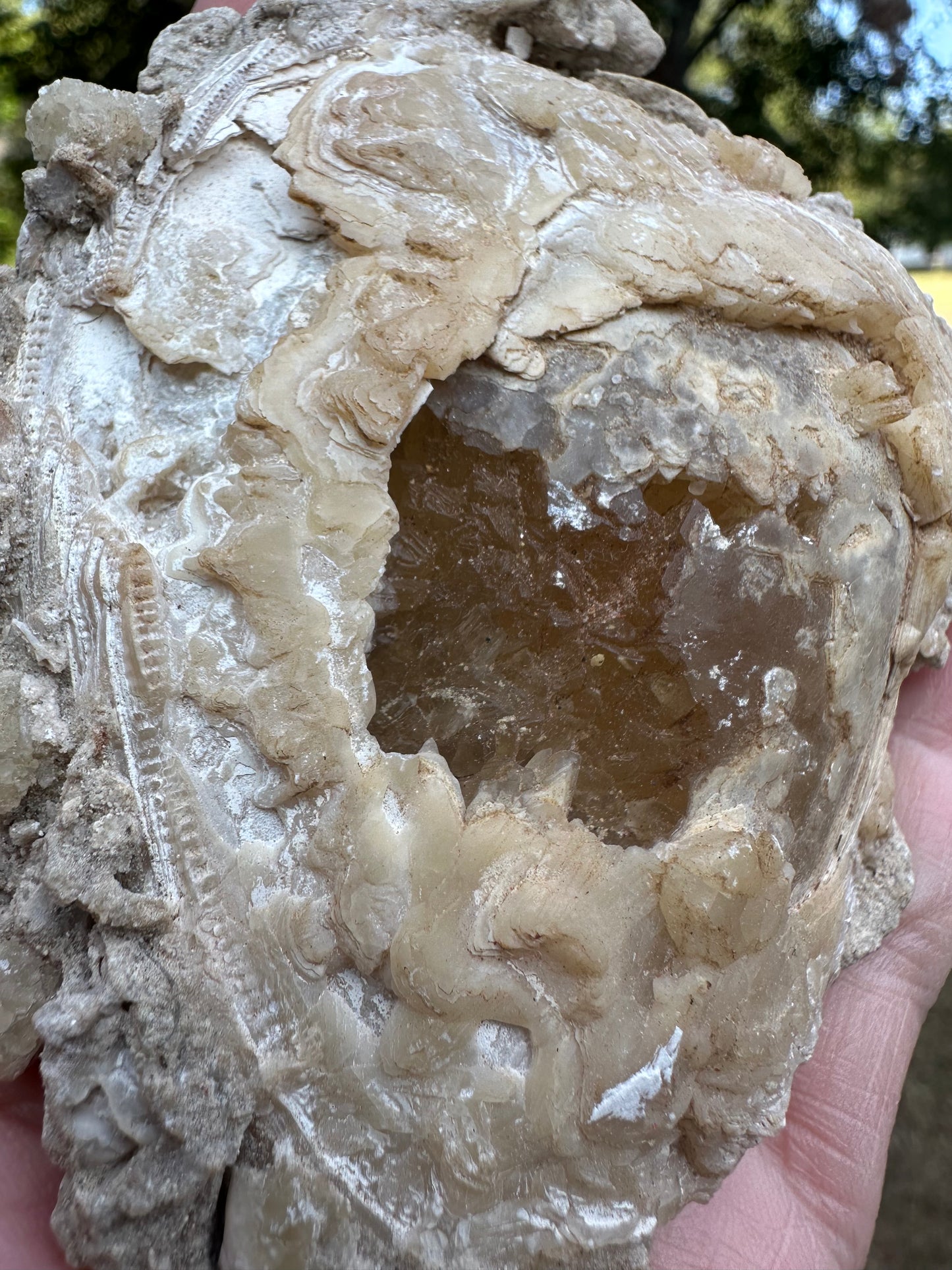 Fossilized Calcite Clam from Ruck's Pit Quarry, Florida, UV Reactive #1