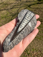 Orthoceras Fossil #4