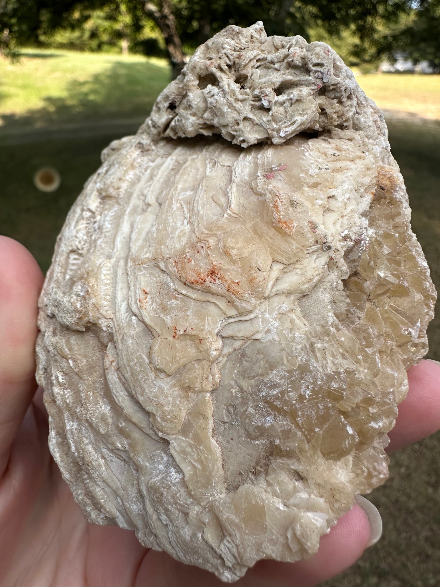 Fossilized Calcite Clam from Ruck's Pit Quarry, Florida, UV Reactive #2