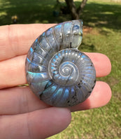 Labradorite Ammonite Carving with Case