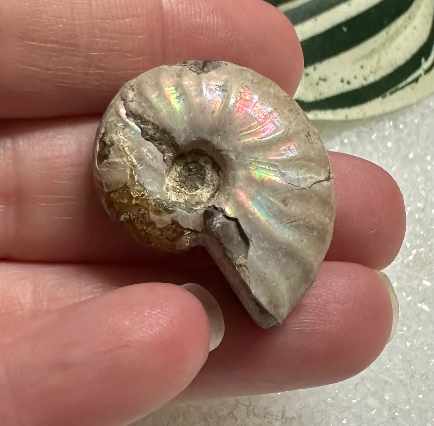 Ammonite Fossil #1