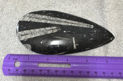 Orthoceras Fossil #1