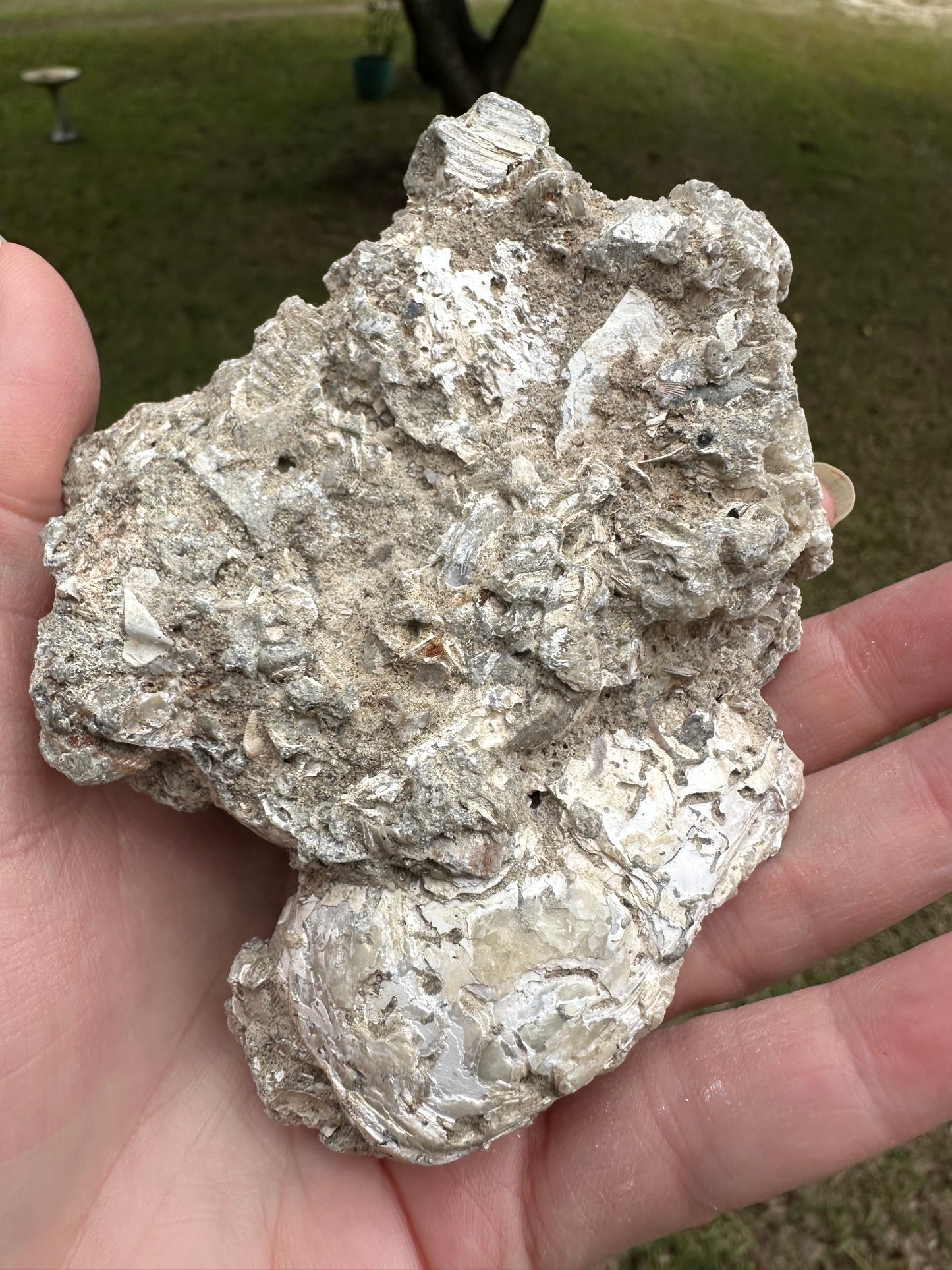 Fossilized Calcite Clam from Ruck's Pit Quarry, Florida, UV Reactive #3