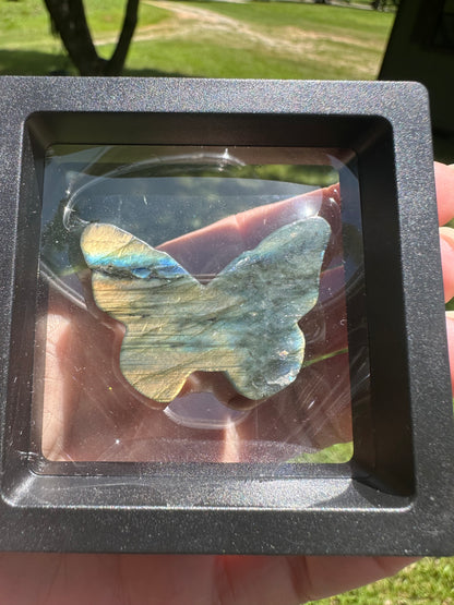 Labradorite Butterfly Skull Carving with Case