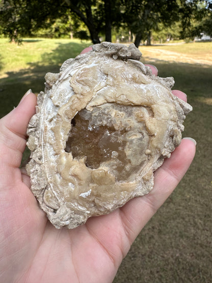 Fossilized Calcite Clam from Ruck's Pit Quarry, Florida, UV Reactive #1